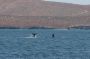 Baja05 - 508 * While waiting for a berth in La Paz, Pat spied a playful Humpback mother and calf. The captain turned Sea Voyager around for us and we spent the next 45 minutes wishing we were whales